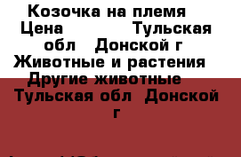 Козочка на племя. › Цена ­ 1 000 - Тульская обл., Донской г. Животные и растения » Другие животные   . Тульская обл.,Донской г.